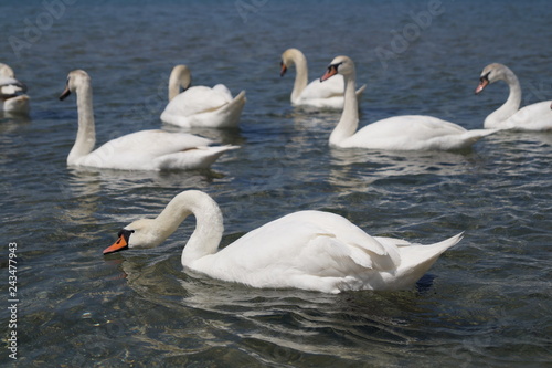 two swans on the lake