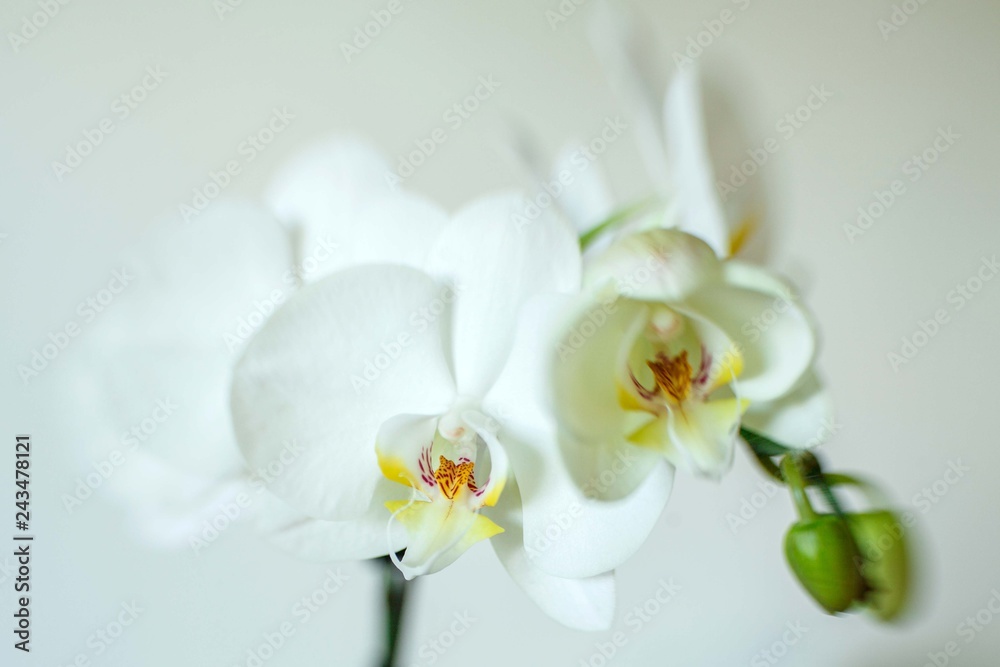 white orchid blooming with flowers and buds in a pot at home