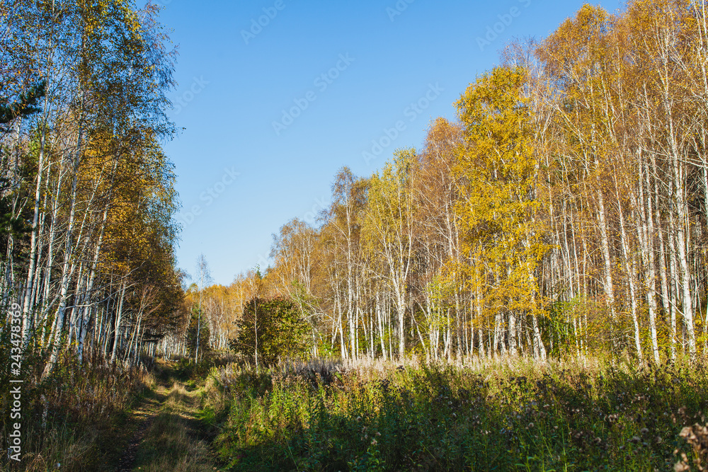 a road in the forest in autumn in Siberia