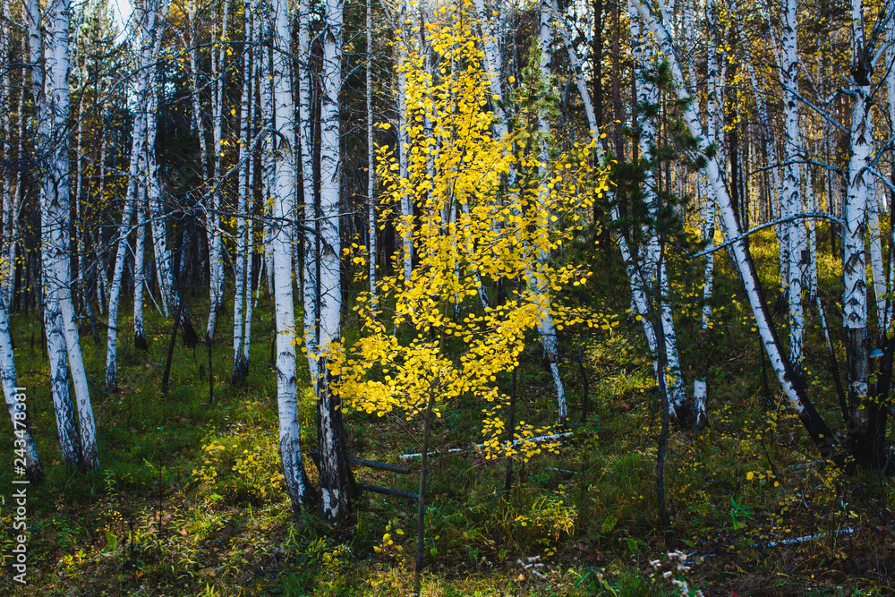 Obraz premium the gold of aspen leavess in the woods in autumn in Siberia
