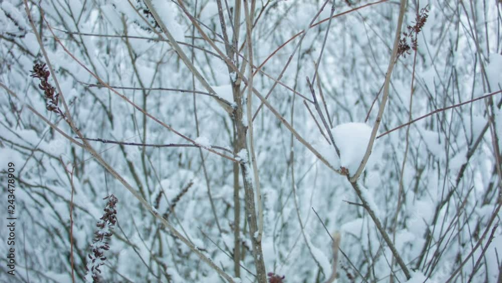 Beautiful snowfall in the winter forest Beautiful snowfall in the winter forest