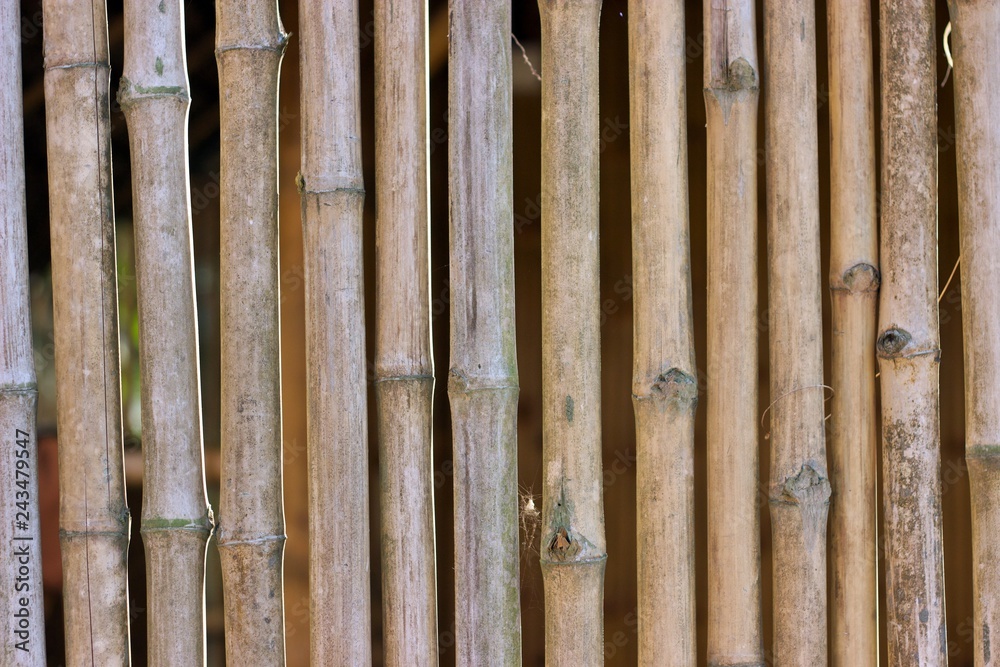 Bamboo Bamboo