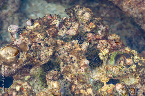 a backwater with sea urchins on the rocks of the Kata beach of the Phuket island of Thailand