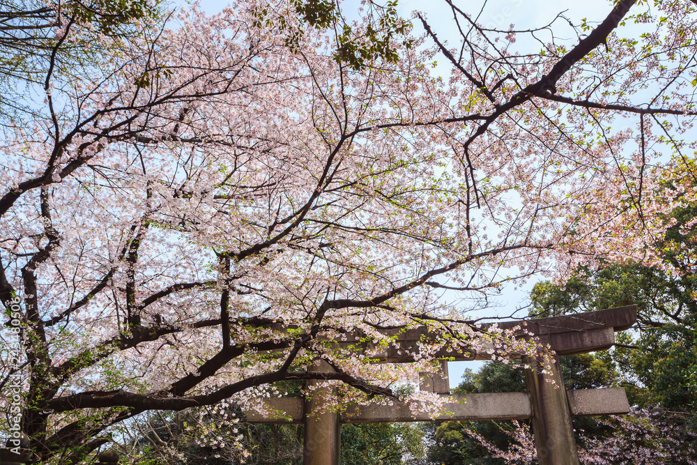 Beautiful sakura cherry blossom in Ueno park, spring season at Tokyo, Japan Beautiful sakura cherry blossom in Ueno park, spring season at Tokyo, Japan