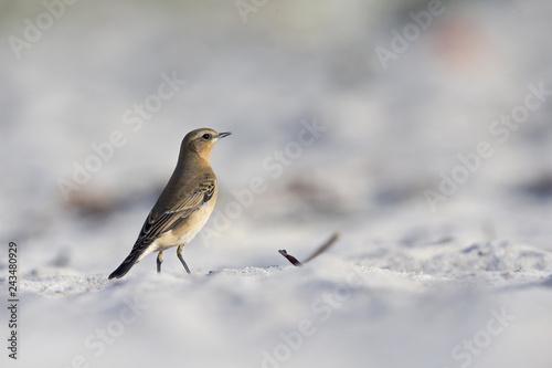A northern wheatear (Oenanthe oenanthe) foraging on the beach of Heligoland. White coloured sand with dark stones and twigs