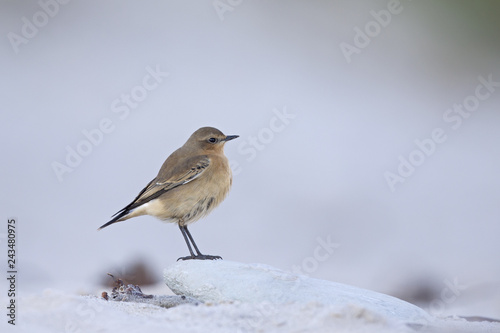 A close-up of a northern wheatear (Oenanthe oenanthe) foraging on the beach of Heligoland. Foraging on white coloured sand with red stones and twigs. © Bouke