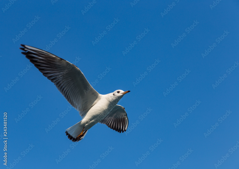Fototapeta premium A large sea gull soars against the sky in Istanbul, Turkey