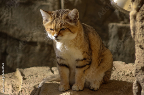 Sand Cat