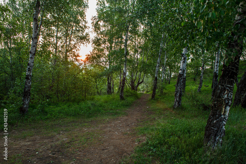 a path through a birch grove in summer at sunrise