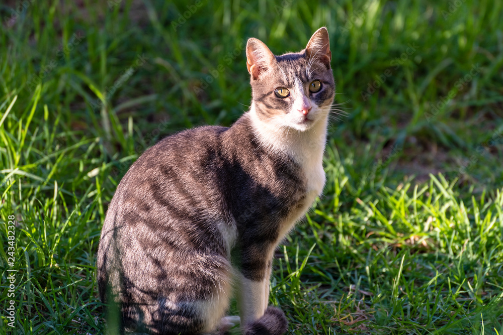 Cat sitting in grass Cat sitting in grass