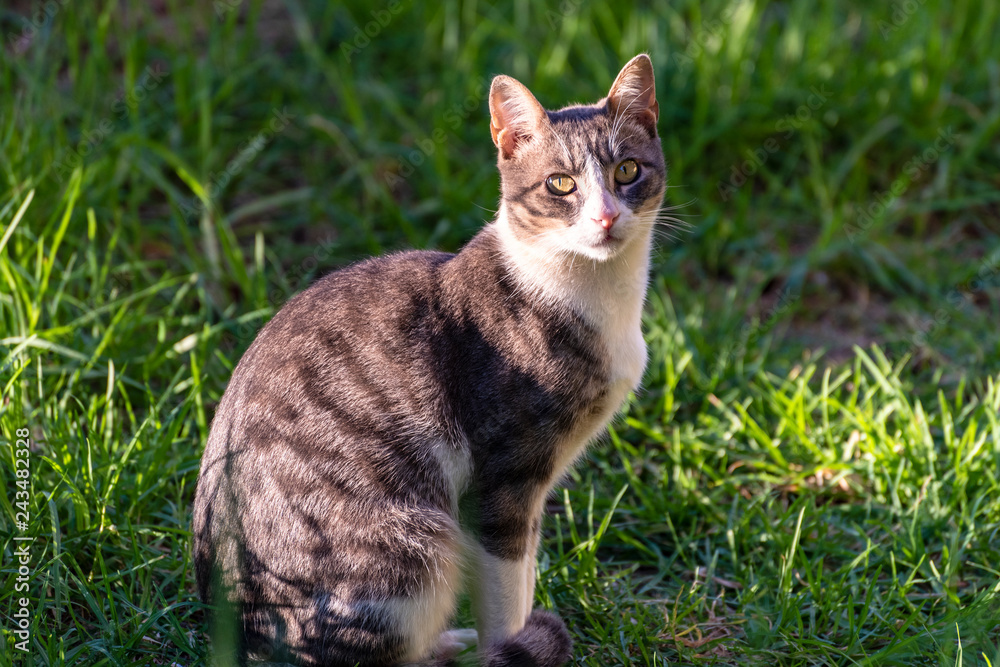 Cat sitting in grass