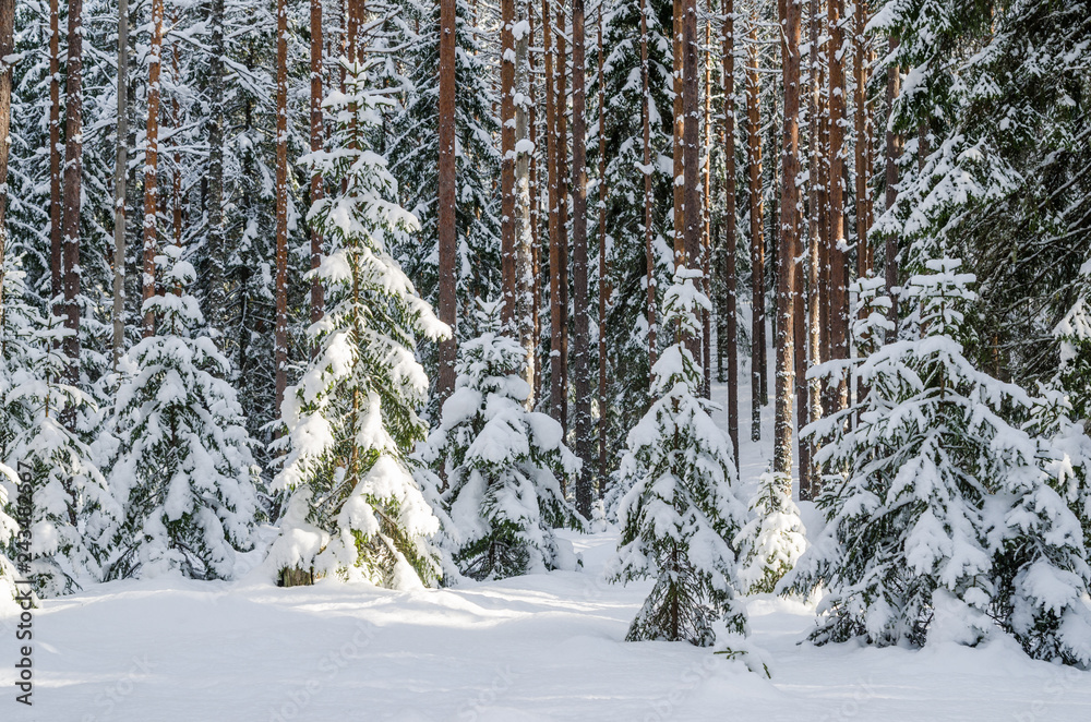 Firs and pines in the forest after snowfall Firs and pines in the forest after snowfall