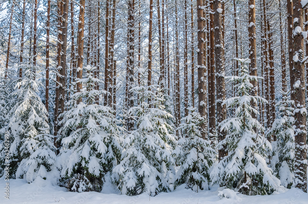 Firs and pines in the forest after snowfall Firs and pines in the forest after snowfall