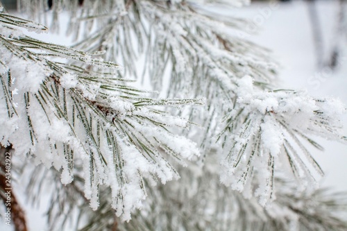 pine tree branches with needles covered with frost