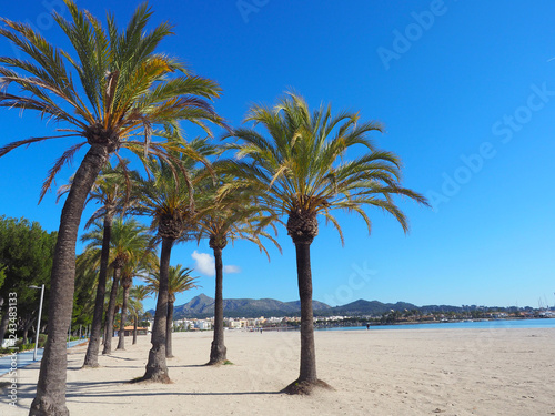Mallorca - Palmenstrand in Alcudia