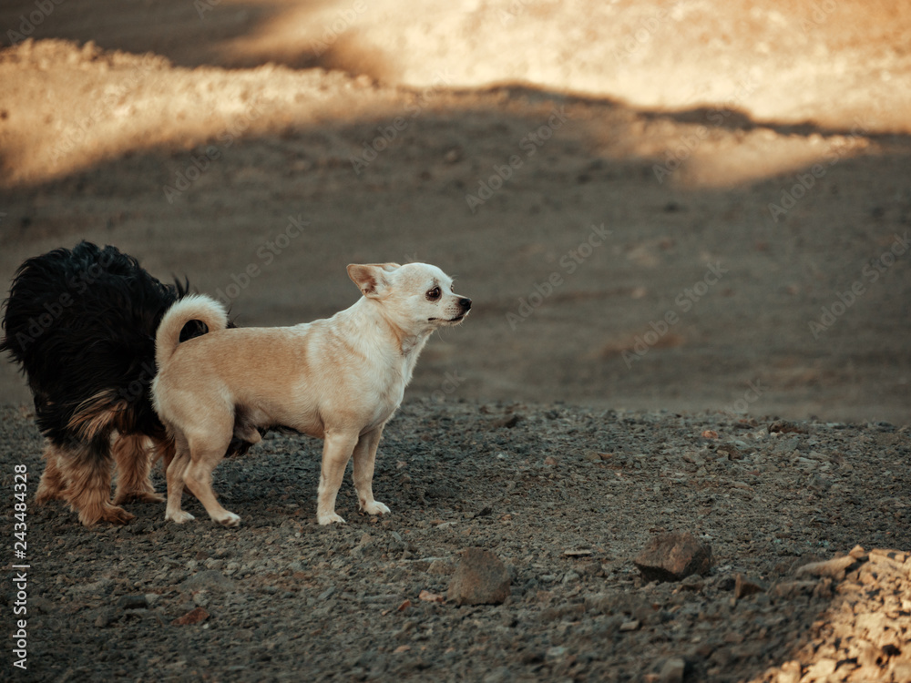 Perros y desierto