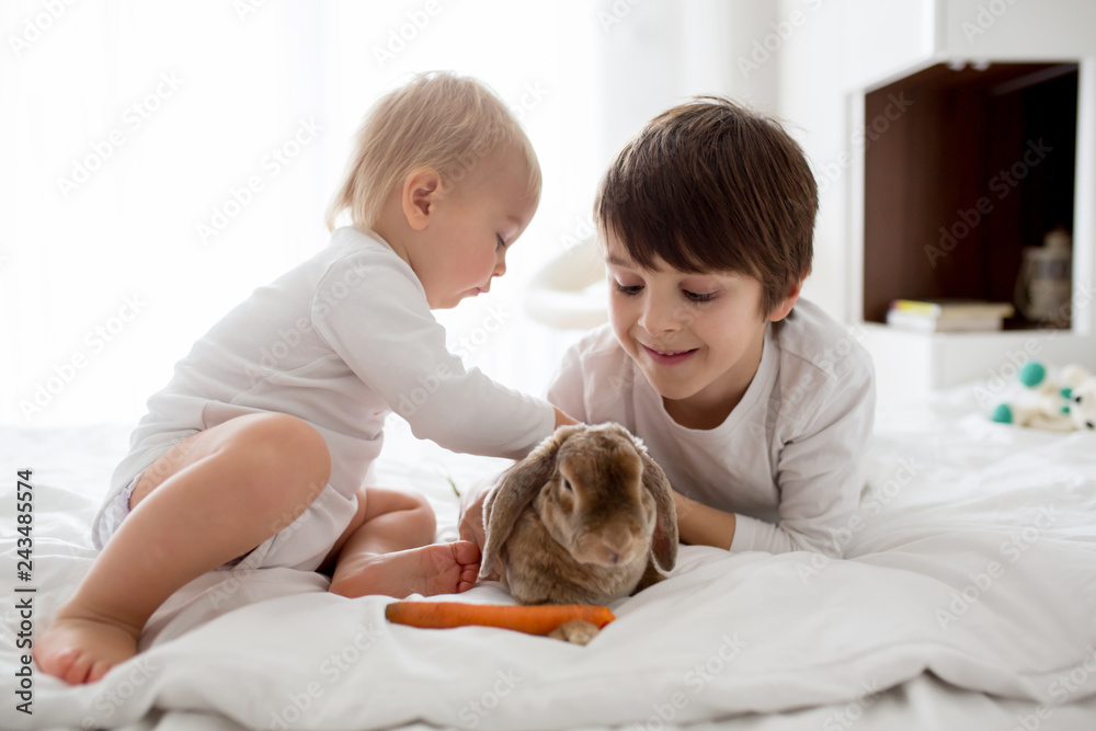 Cute little toddler boy feeding rabbit with carrot at home in sunny bedroom room