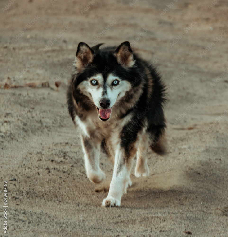 Perros y desierto