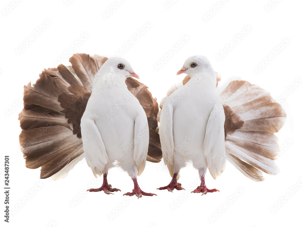 male and female dove peacock isolated