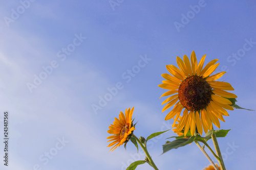 Yellow sunflowers on the background of the summer sky