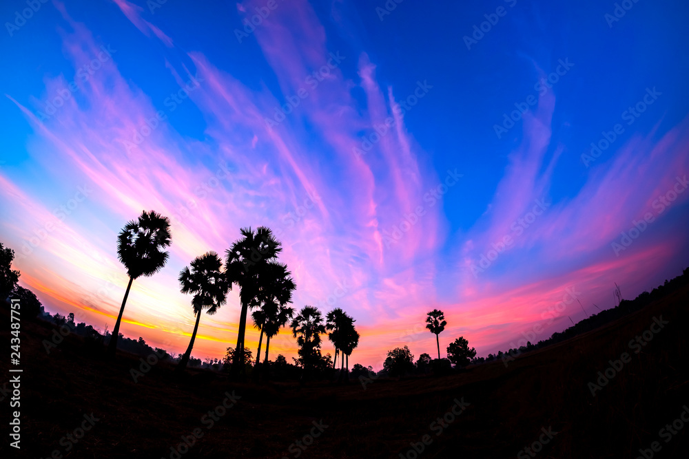 toddy palm on sunrise