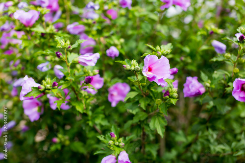 Wallpaper Mural Alley in the park, trees, bushes, lawn Torontodigital.ca