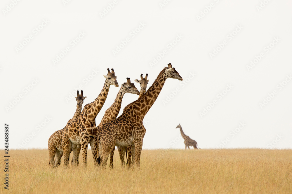 Obraz premium Giraffes in the Serengeti - A herd of young males can often be seen, always their eyes fixed on the photographer.