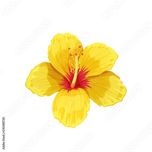 Hibiscus, tropical flower