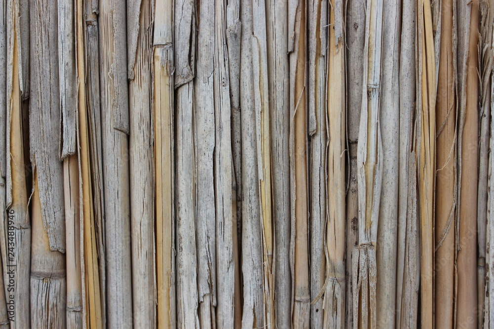 Background of reeds