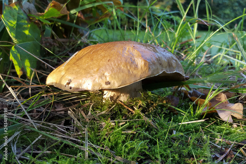 Brown bolete mushroom between grasses and mosses