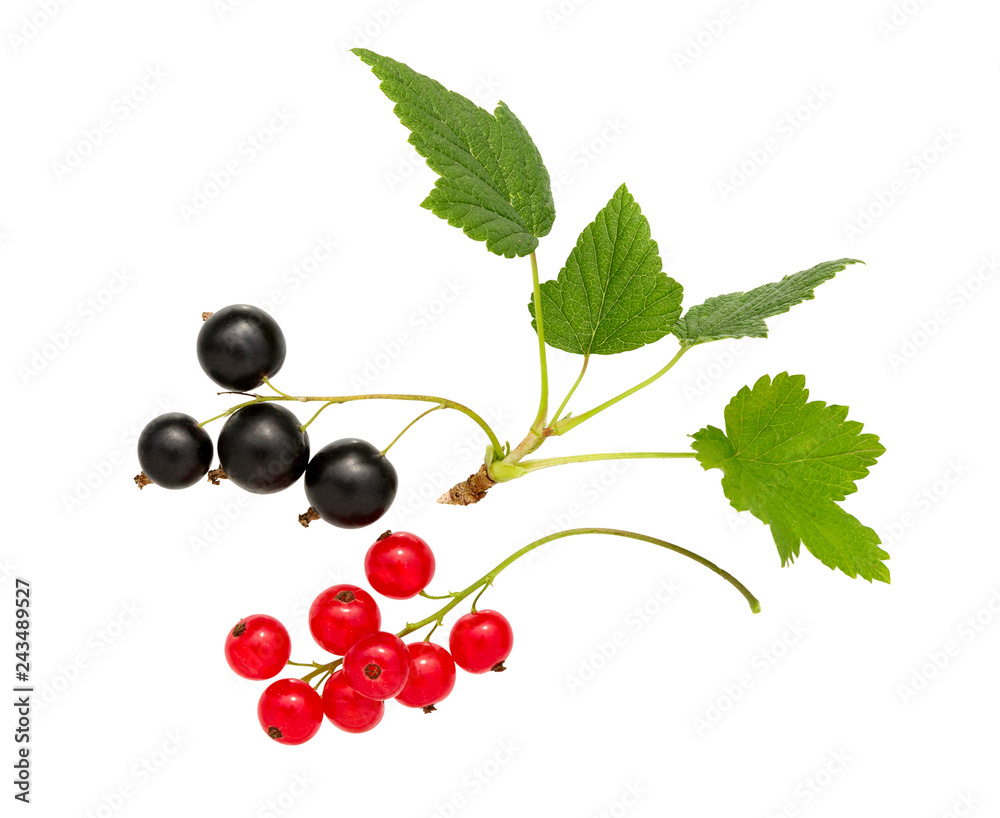 Currant. Black and red currant with leaf. Heap of fresh black, red currant fruit. Currant. Black and red currant with leaf. Heap of fresh black, red currant fruit.