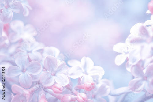 Beautiful purple lilac flowers blossom branch background. Soft focus. Greeting gift card template. Pastel toned image. Nature abstract. Copy space