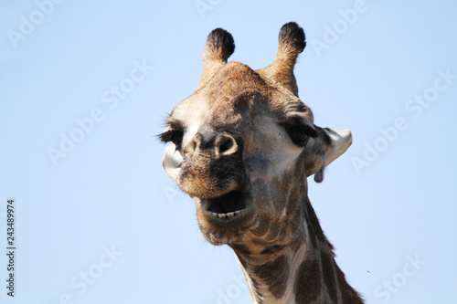 Funny Giraffe © Isabelle