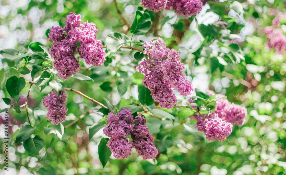 Lilac, Mother's Day, Valentine's Day, International Women's Day Lilac, Mother's Day, Valentine's Day, International Women's Day