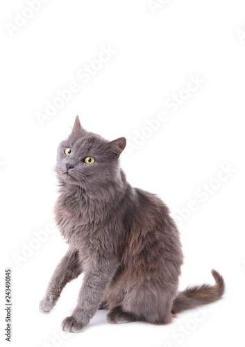Beautiful grey cat isolated on a white background © Mouse family