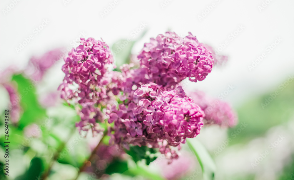 Lilac, Mother's Day, Valentine's Day, International Women's Day Lilac, Mother's Day, Valentine's Day, International Women's Day