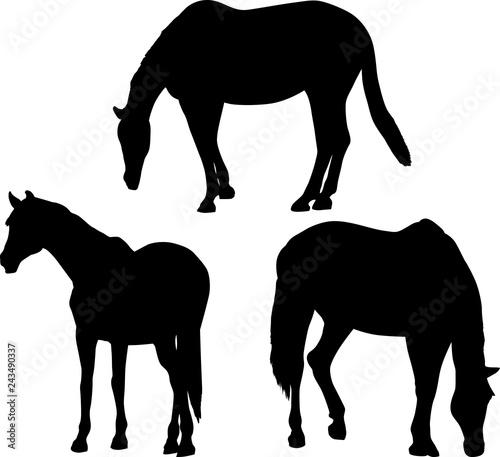 three black horses silhouettes isolated on white