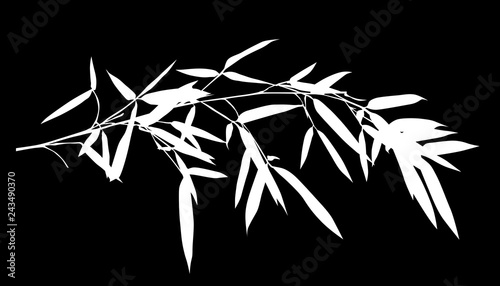 one white long bamboo lush branch