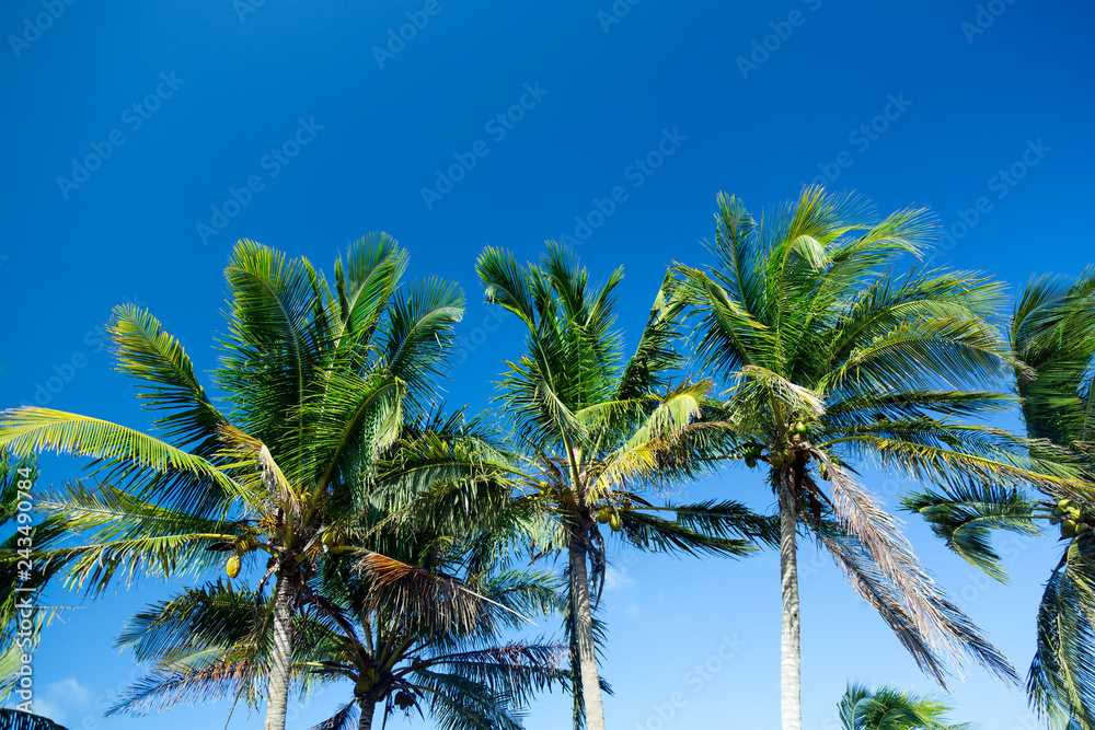 Fototapeta premium Palm trees at blue sunny sky background.