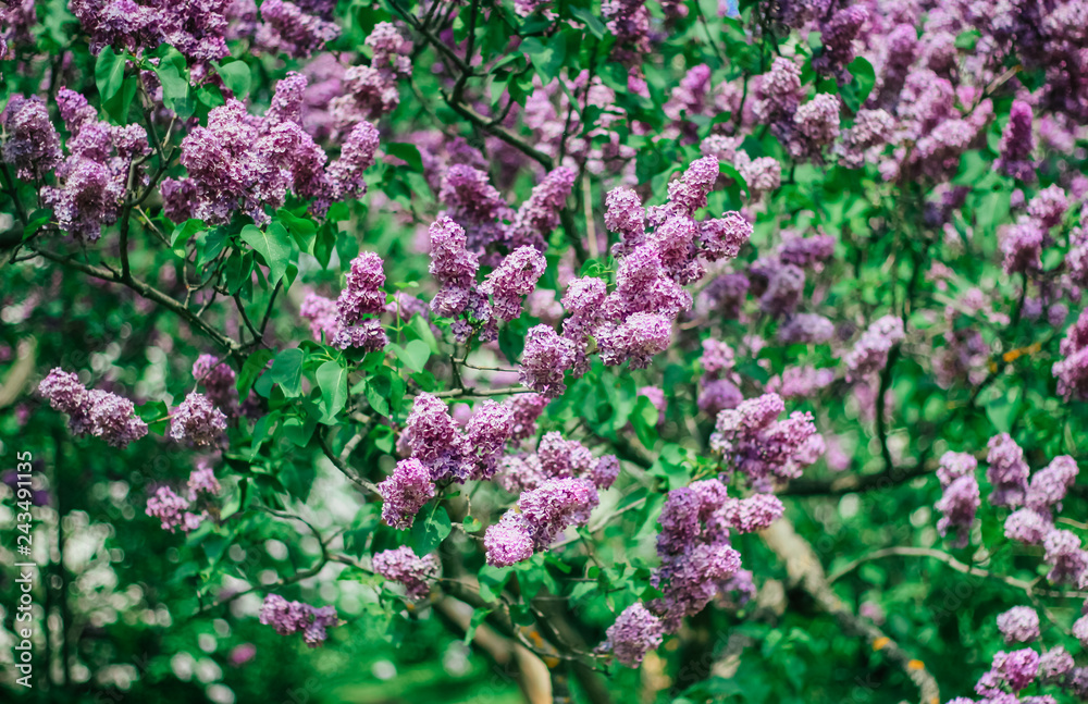Obraz premium Bunch of beautiful lilac flowers, closeup.Valentine's Day, Mother's Day, International Women's Day