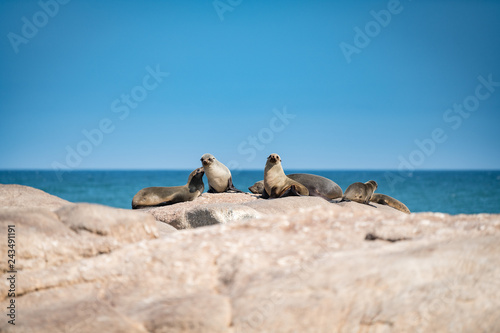 Seals in the sun (ID: 243491191)