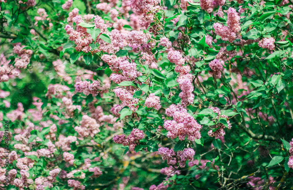 Obraz premium Bunch of beautiful lilac flowers, closeup.Valentine's Day, Mother's Day, International Women's Day