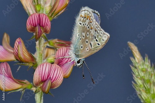 Butterfly on flower