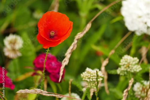 Fototapeta Naklejka Na Ścianę i Meble -  Poppy in park