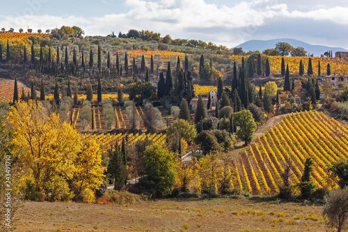 Picturesque Tuscany autumn landscape with yellow vineyards and cypresses on the hills, Italy