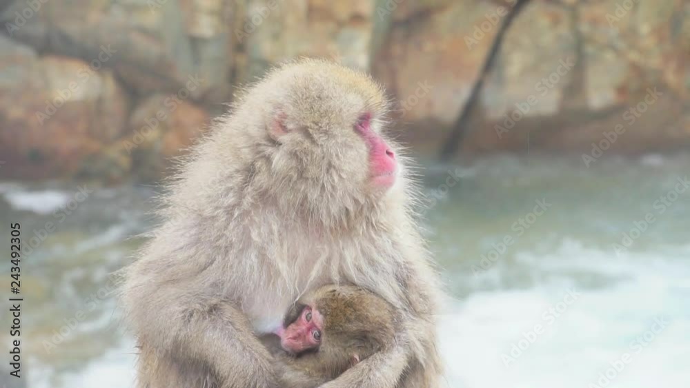 スノーモンキー