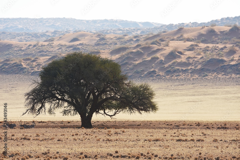 Obraz premium Kameldornbaum (vachellia erioloba) an der Elim-Düne im Namib-Naukluft-Nationalpark in Namibia