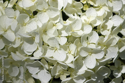 White mophead Hydrangea flowers