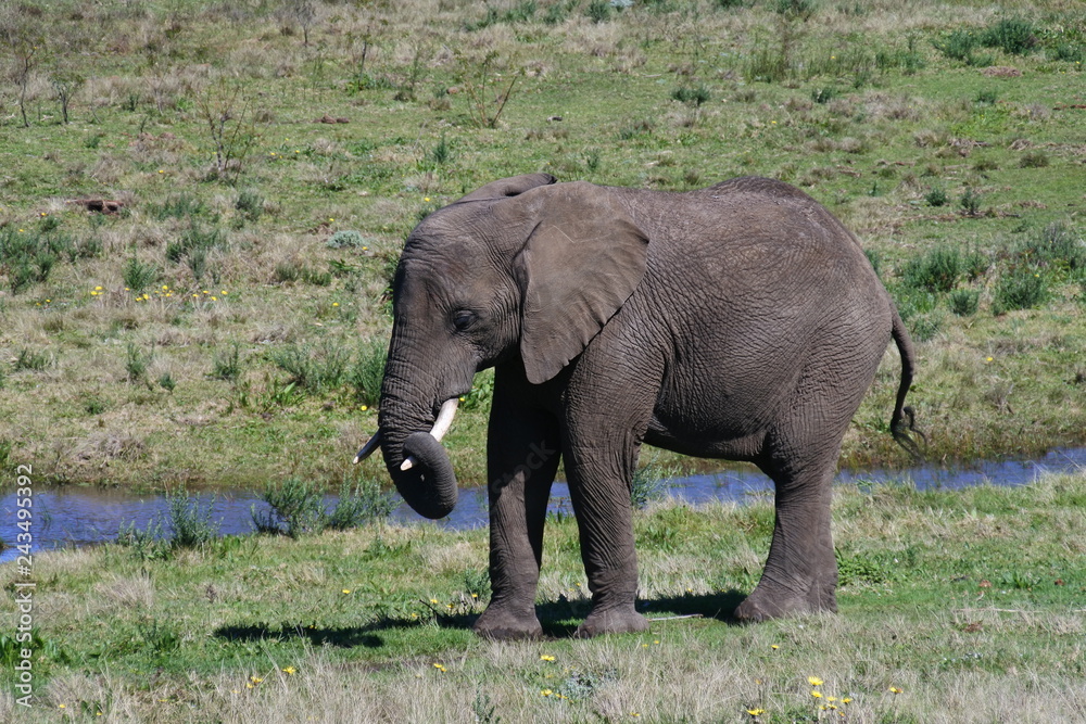 Ein kleiner Elefant spielt mit seinem Rüssel in Südafrika