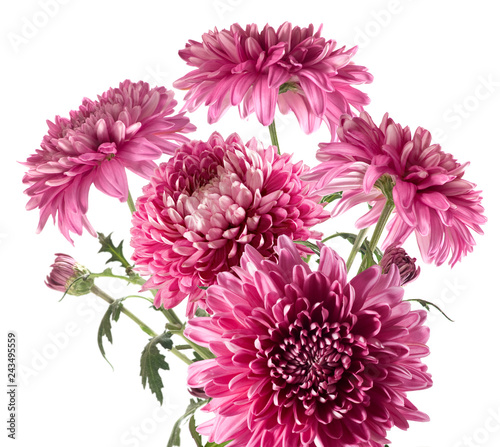 isolated image of flowers close up